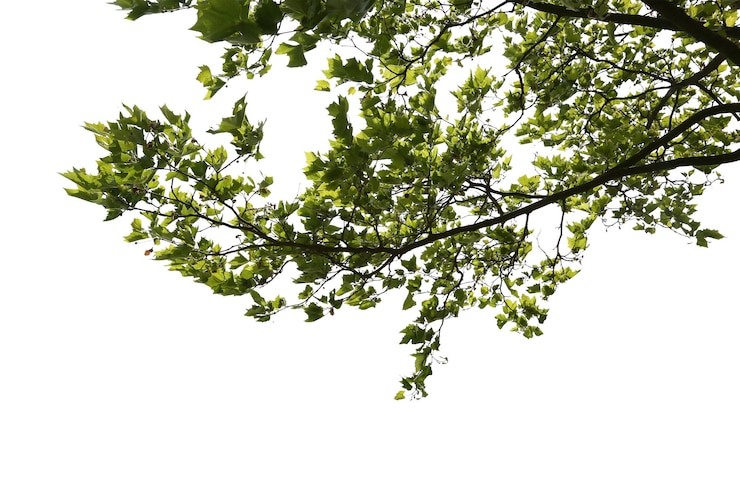 PSD impresionantes vistas del dosel de los árboles con patrones de hojas naturales