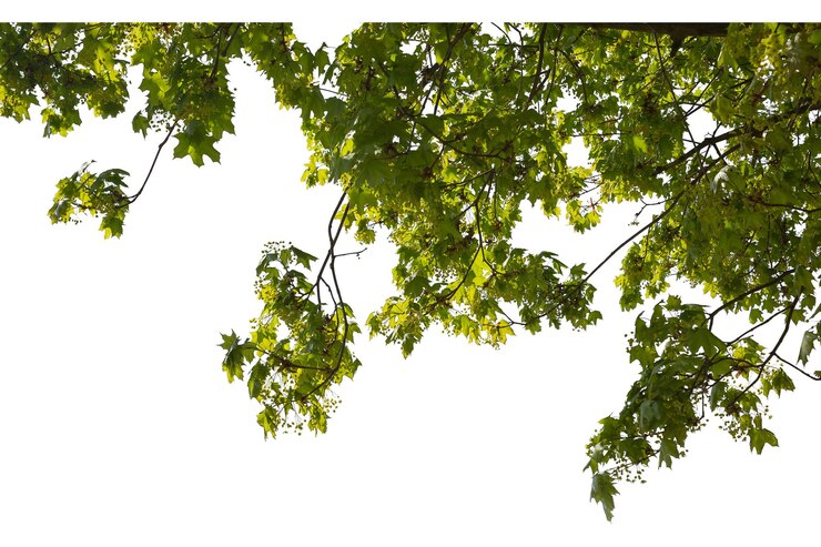 PSD impresionantes vistas del dosel de los árboles con patrones de hojas naturales