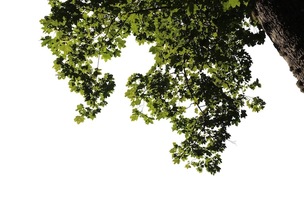 Impresionantes vistas del dosel de los árboles con patrones de hojas naturales