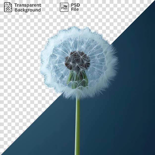 PSD increíble flor de diente de león aislada en un fondo azul