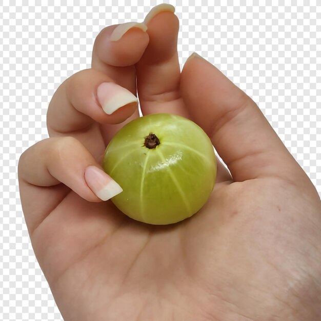 Indian gooseberry png aislado en fondo transparente premium psd