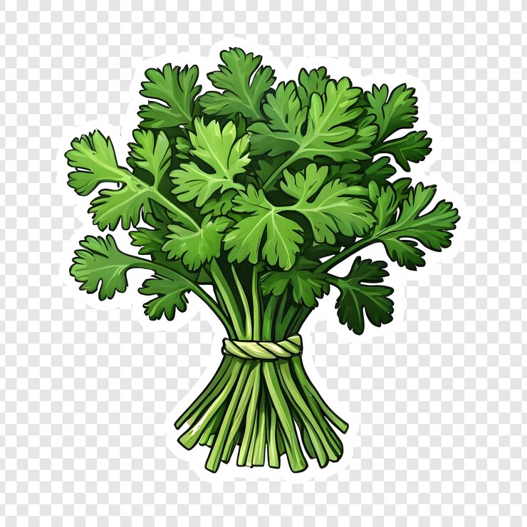 PSD ingrediente culinario de hierba verde de cilantro fresco sabor picante hojas aromáticas para cocinar