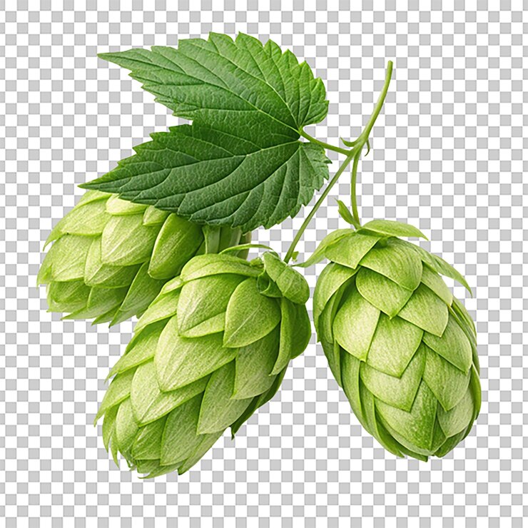 PSD ingrediente de lúpulo para la cerveza