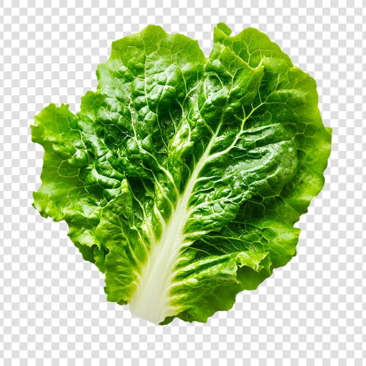 PSD ingrediente per l'insalata vivace a foglia di lattuga verde fresca