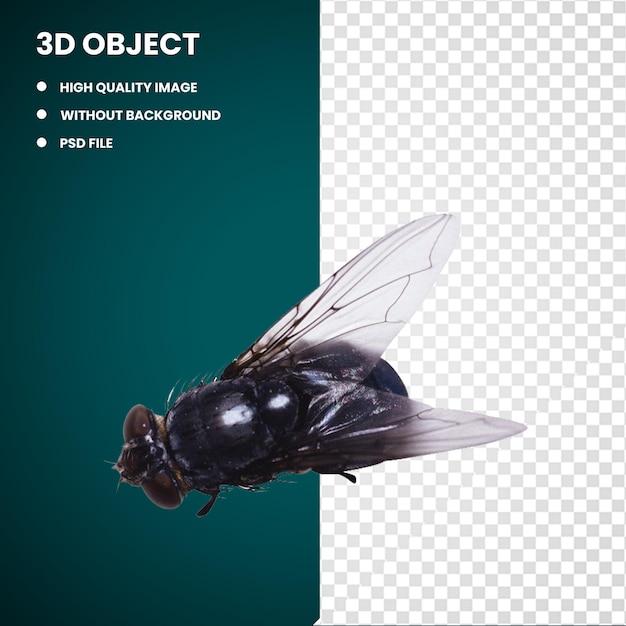 PSD insecto 3d mosca moscas animales insectos