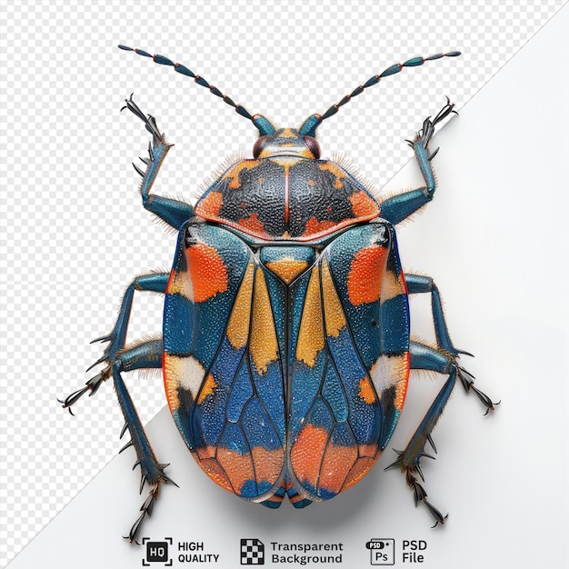 PSD inseto de roda em um fundo isolado a imagem mostra um inseto de rodas empoleirado em um fundo izolado com uma faixa branca visível no lado esquerdo do quadro