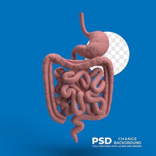 PSD intestino psd 3d de la imagen del cuerpo humano