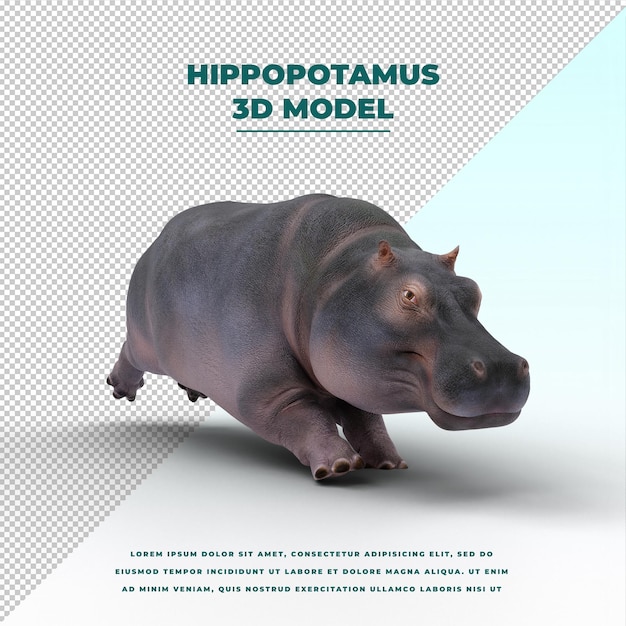 Ippopotamo isolato