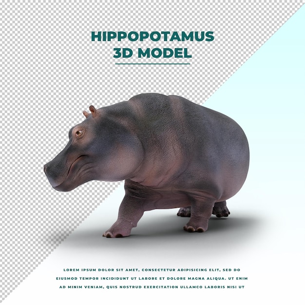 Ippopotamo isolato