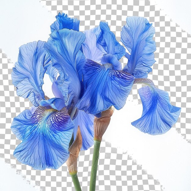 un iris azul con un fondo blanco y un fondo blanco