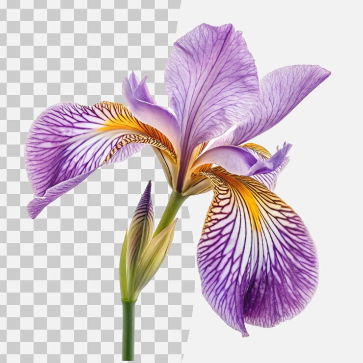 PSD iris sobre un fondo blanco