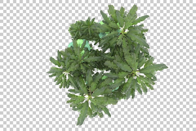 Isla tropical aislada sobre un fondo transparente Ilustración de renderización en 3D