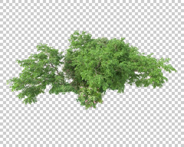 Isola del fogliame isolata su sfondo trasparente illustrazione del rendering 3d