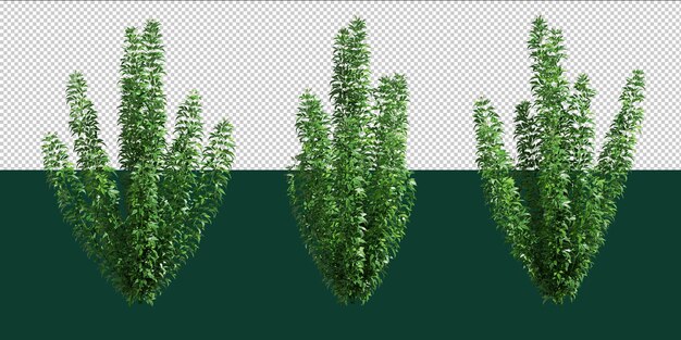 Isolado 3 plantas para el editor