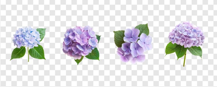 PSD isolado de flor de hortênsia em fundo transparente