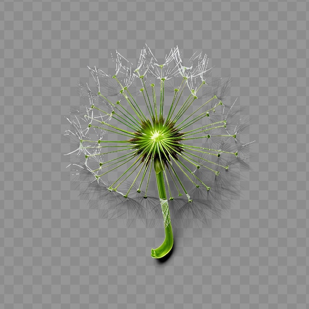 Isolado de folha de dente-de-leão uma flor silvestre resiliente exibida ph png psd decoração folha transparente