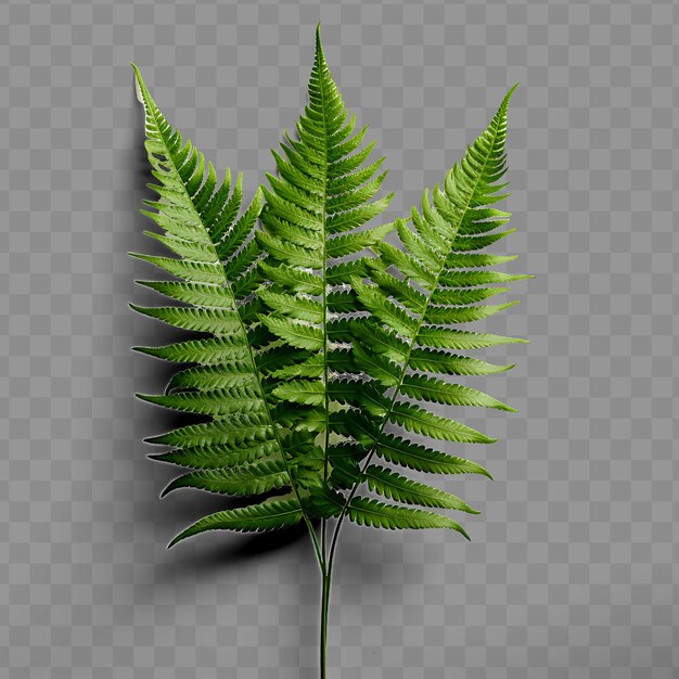 PSD isolado de hoja de helecho una hoja graciosa y plumosa con una hoja de decoración ri ph png psd transparente