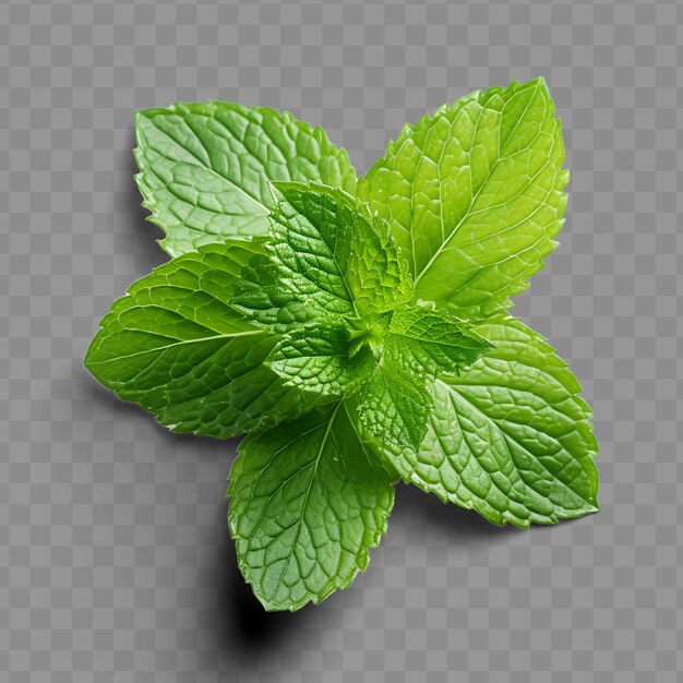 Isolado de hoja de menta pimienta una fragancia y refrescante verde ph png psd hoja de decoración transparente