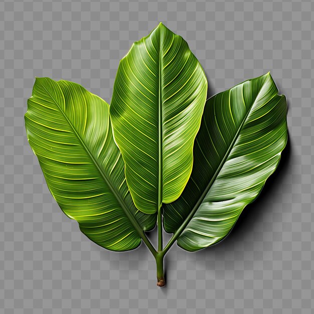 PSD isolado de una hoja de plátano tropical que revela su expansiva s ph png decoración de hoja transparente