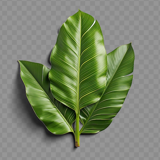 Isolado de una hoja de plátano tropical que revela su expansiva s ph png decoración de hoja transparente