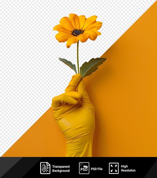 PSD isolado uma mão em luva amarela segura uma flor de primavera isolada em fundo amarelo vírus conceito de proteção contra doenças contagiosas espaço de cópia png