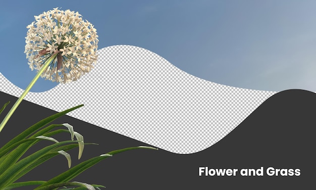 isolamento de flores de cebola branca e roxa