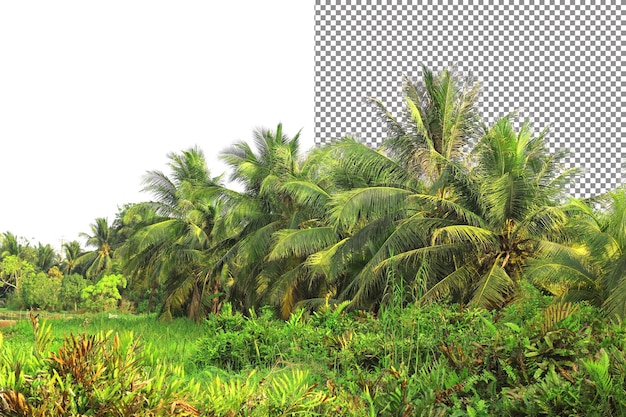 isolamento degli alberi di cocco su sfondo trasparente
