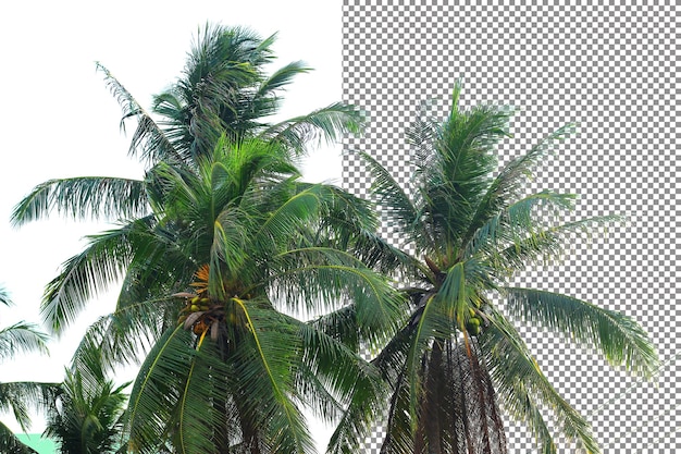 isolamento dell'albero di cocco su sfondo trasparente