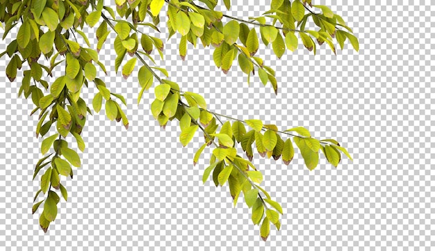 PSD isolar las ramas de los árboles con hojas en fondos transparentes 3d rendering png