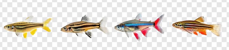 PSD isolare il corpo intero del pesce zebra danios su sfondo trasparente psd