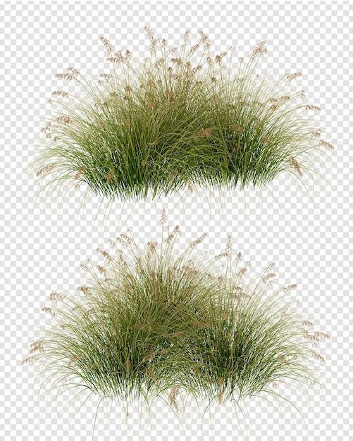 isolated grass in 3d rendering