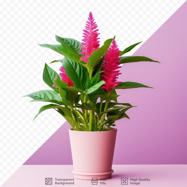 PSD isolée sur un fond transparent, la celosia spicata rose de la famille des amaranthaceae est une plante en pot