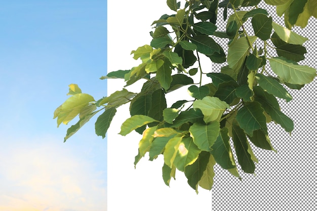 Isolement des arbres à feuilles sur fond transparent