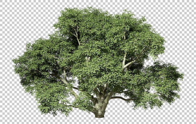 Isoler La Forêt Tropicale Grande Croissance D'arbres Pour Le Paysage Des Arrière-plans Transparents 3d Rendre Png