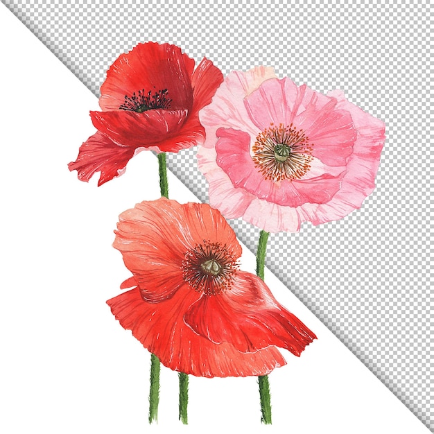 Isolierte Aquarell rosa und rote Mohnblumen Illustration Gestaltungselement