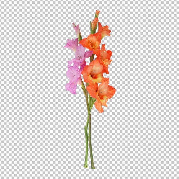 PSD isolierte darstellung des orange-violetten gladiolenblütenstamms