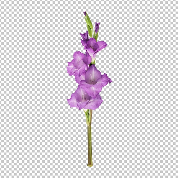 Isolierte darstellung des violetten gladiolenblütenstamms