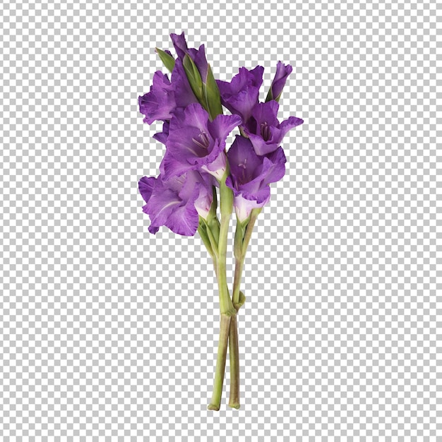 Isolierte Darstellung des violetten Gladiolenblütenstamms