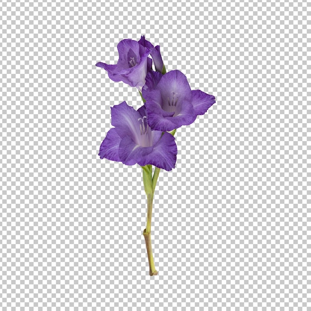 Isolierte Darstellung von lila Gladiolusblütenstängeln