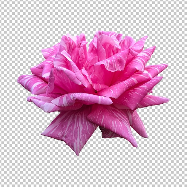 PSD isolierte darstellung von rosa rosenblumen