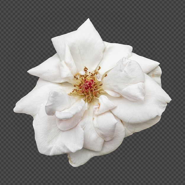 Isolierte Darstellung von weißer Rosenblume