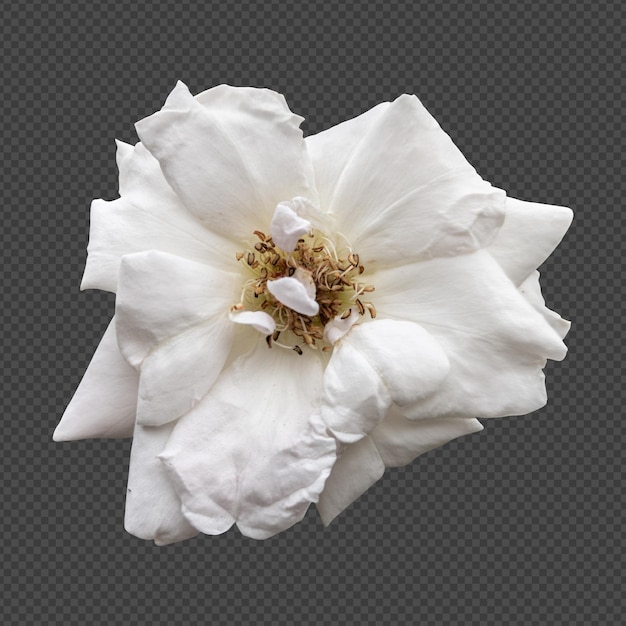 Isolierte Darstellung von weißer Rosenblume