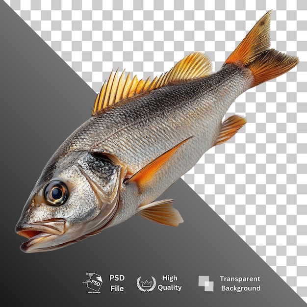 Isolierte Fische auf durchsichtigem Hintergrund