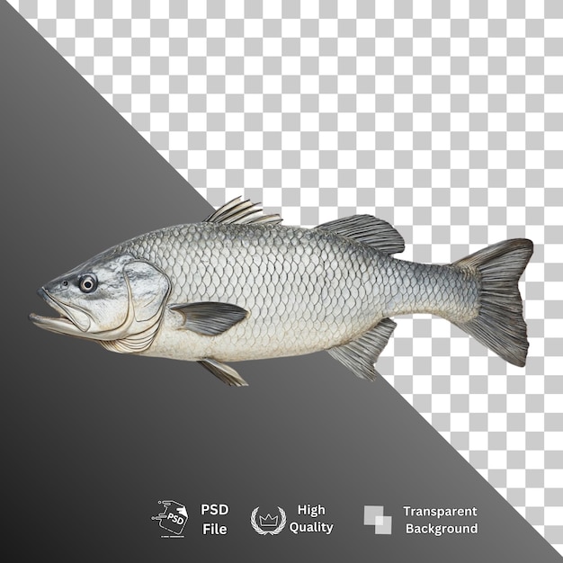 Isolierte Fische auf durchsichtigem Hintergrund
