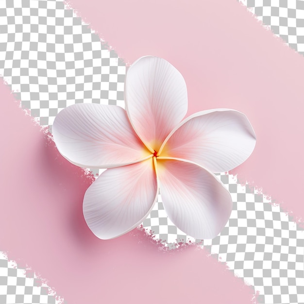 Isolierte Frangipani-Blumen auf durchsichtigem Hintergrund