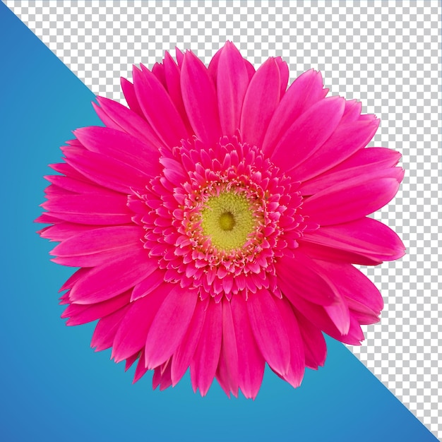 Isolierte Gerbera Flower PSD