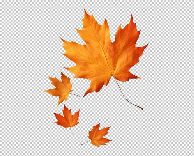isolierte Herbstblätter auf transparentem Hintergrund