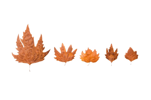 Isolierte Herbstblattelemente