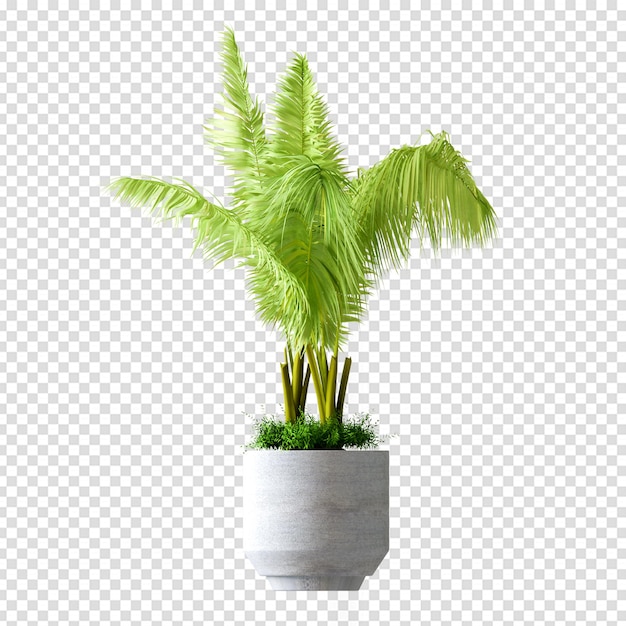PSD isolierte palmenpflanze in 3d-rendering
