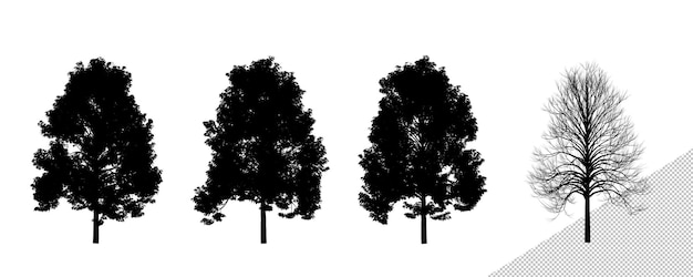 Isolierte realistische mittelgroße Lindenbaum-Silhouetten